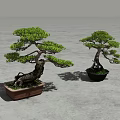Bonsai Plant Combination With Green Foliage In Brown Square And Black Round Pots