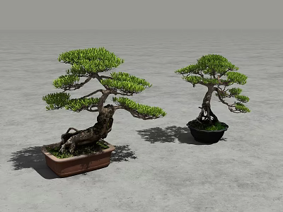 Bonsai Plant Combination With Green Foliage In Brown Square And Black Round Pots 3d model