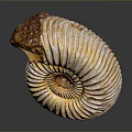 Ammonite Fossil With Spiral Texture And Yellowish White Shell On Dark Background