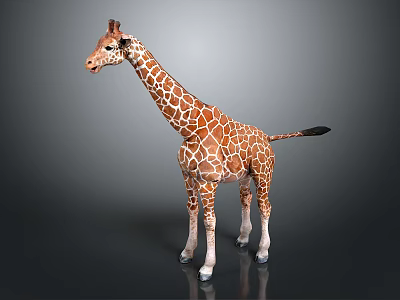 Giraffe With Brown And White Spots Standing On Black Surface In Studio 3d model