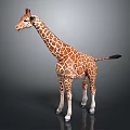 Giraffe With Brown And White Spots Standing On Black Surface In Studio 3d model