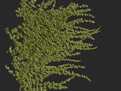 Green Vines With Lush Leaves And Stretching Branches Against Black Background 3d model