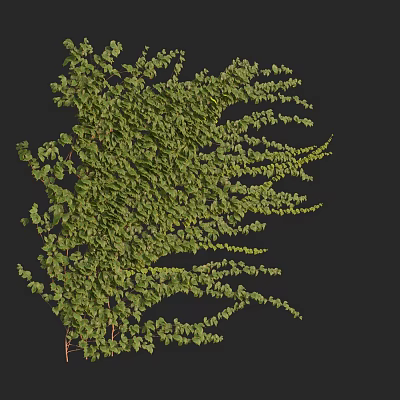 Modern Plant Geoculi Wall Creeper Earth Drum Vine Red Grape Vine Climbing Vine 3d model