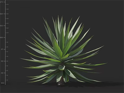 Agave Plant With Dark Green Long Pointed Leaves Growing In Rosette Form 3d model