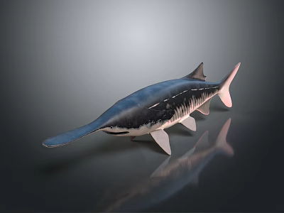 Isolated Aquatic Animal Paddlefish On Reflective Surface With Long Snout Blue Black Body And Fins 3d model