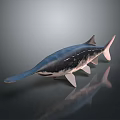 Isolated Aquatic Animal Paddlefish On Reflective Surface With Long Snout Blue Black Body And Fins