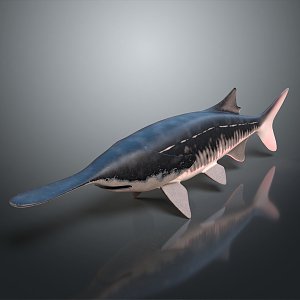 whale cartoon whale mammal marine mammal marine animal fish freshwater fish marine fish 3d model