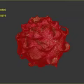 Fresh Pink Dragon Fruit with Green Leafy Tips and Textured Skin on Dark Reflective Background