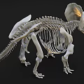 Triceratops Skeleton Display With Detailed Bone Structure And Fossil Features 3d model