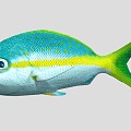 Yellow Snapper Marine Fish 3d model