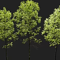 Three Vibrant Green Trees with Lush Foliage Isolated Against Black Background