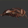 Brownish Red Insect With Transparent Wings And Detailed Body Structure On Dark Background
