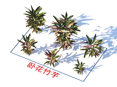 Indoor Calathea Plants With Green Red Leaves Various Sizes And Natural Shadows 3d model