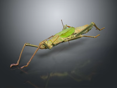 Stick Insect With Camouflage Features Long Legs Green Brown Body On Dark Background 3d model