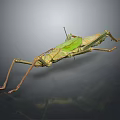 Stick Insect With Camouflage Features Long Legs Green Brown Body On Dark Background