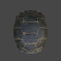 Close Up View Of Dark Turtle Shell With Yellow Patterned Texture 3d model