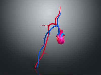 Detailed 3D Anatomical Model of Human Heart With Red Blue Blood Vessels 3d model