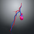 Detailed 3D Anatomical Model of Human Heart With Red Blue Blood Vessels
