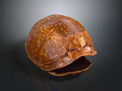 Brown Textured Reptile Turtle Shell Open Displaying Natural Patterns And Inner Surface 3d model