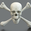 Skull Bone Skeleton Pirate Skull 3d model