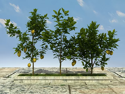 Green Leafy Arbor Trees With Yellow Fruits Against Blue Sky On Stone Pavement 3d model