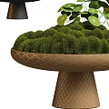 Decorative Bonsai Plant Pot with Moss and Leafy Green Plants on Textured Black Brown Pedestals