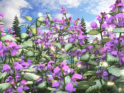 Blooming Purple Flowers With Green Leaves Against Blue Sky And Pine Trees 3d model