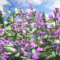 Blooming Purple Flowers With Green Leaves Against Blue Sky And Pine Trees