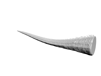 Detailed Long Textured Animal Tusk With Natural Surface And Curved Structure 3d model