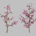Blossoming Trees With Pink Flowers And Delicate Branches On Natural Trunks