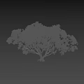 Tall Spreading Tree With Lush Green Leaves Thick Trunk And Small Person Nearby