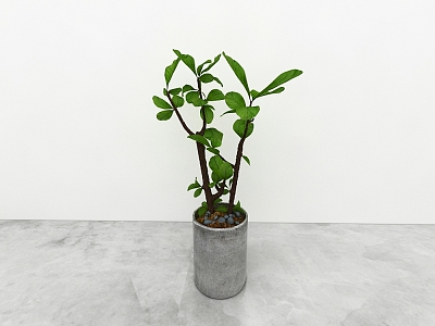 green plant model