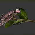 Pink and White Hydrangea Bouquet With Green Leaves and Reflection on Dark Background