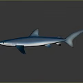 Detailed Blue Shark Model with Realistic Design Shiny Surface and Reflection on Gray Background 3d model