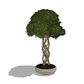 Bonsai Plant With Braided Trunk And Lush Green Leaves In Neutral Ceramic Pot