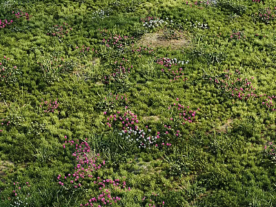 Vibrant Natural Meadow With Lush Green Grass And Blooming Pink White Flowers 3d model