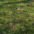 Vibrant Natural Meadow With Lush Green Grass And Blooming Pink White Flowers