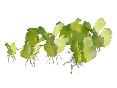 Aquatic Plants With Green Leaves And Long White Roots In Fresh Water 3d model