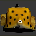 Yellow Puffer Fish With Black Spots On Shiny Surface Showing Reflection