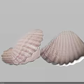 Aquatic Animals Shells Displaying Light Colors And Fine Ridges On Soft Background 3d model