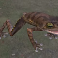 Aquatic Frog With Brown Spotted Skin Green Eyes Open Mouth And Outstretched Limbs On Grass