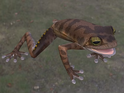 Pine Forest Tree Frog Amphibians 3d model Pine Forest Tree Frog Amphibians 3d model