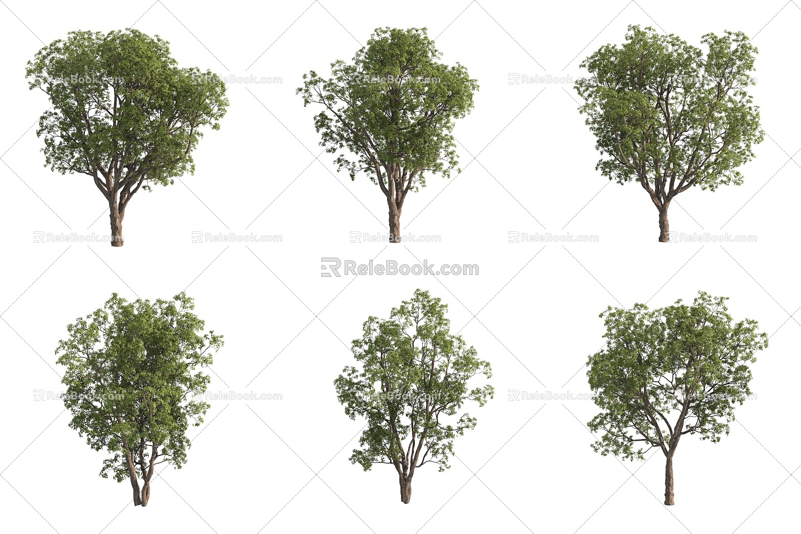 Quercus prickly fruit Quercus large fruit Quercus landscape tree garden tree big tree 3d model