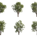 Quercus prickly fruit Quercus large fruit Quercus landscape tree garden tree big tree 3d model