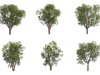 Quercus prickly fruit Quercus large fruit Quercus landscape tree garden tree big tree 3d model