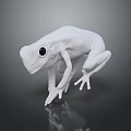 White Frog 3D Model With Black Eyes On Gray Background And Reflection 3d model