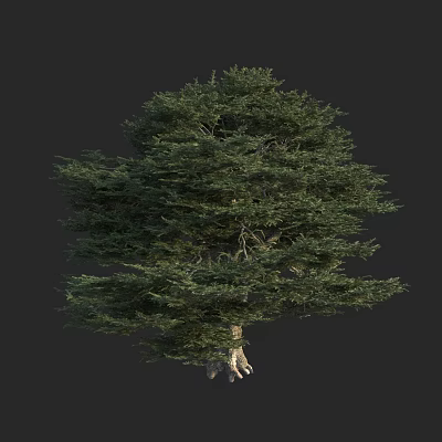 modern tree lebanon cedar cedar pine family cedar 3d model