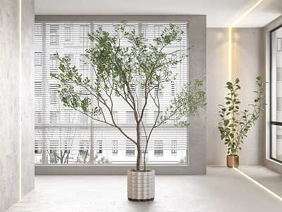 Indoor Bonsai Plant In Stylish Pot By Window With Blinds And Modern Interior Decor 3d model