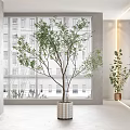 Indoor Bonsai Plant In Stylish Pot By Window With Blinds And Modern Interior Decor