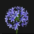 Purple Spherical Flower With Star Shaped Petals On Black Background